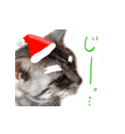 大人も子どもも♪冬猫のクリスマス＆お正月（個別スタンプ：17）
