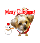 ヨーキー犬のクリスマス用スタンプ（英語）（個別スタンプ：1）