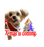ヨーキー犬のクリスマス用スタンプ（英語）（個別スタンプ：3）