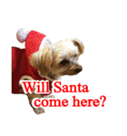 ヨーキー犬のクリスマス用スタンプ（英語）（個別スタンプ：7）