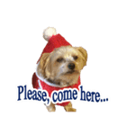 ヨーキー犬のクリスマス用スタンプ（英語）（個別スタンプ：10）