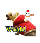 ヨーキー犬のクリスマス用スタンプ（英語）（個別スタンプ：12）
