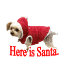 ヨーキー犬のクリスマス用スタンプ（英語）（個別スタンプ：15）