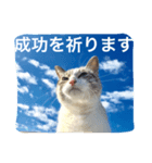 CATS＆SKY Message（個別スタンプ：1）