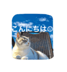 CATS＆SKY Message（個別スタンプ：3）