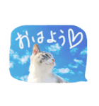 CATS＆SKY Message（個別スタンプ：5）