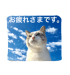 CATS＆SKY Message（個別スタンプ：14）