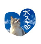 CATS＆SKY Message（個別スタンプ：18）