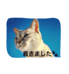 CATS＆SKY Message（個別スタンプ：27）