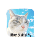 CATS＆SKY Message（個別スタンプ：34）