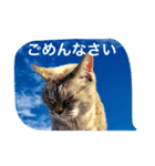 CATS＆SKY Message（個別スタンプ：38）