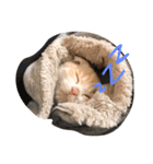ちゃんリタ（個別スタンプ：1）