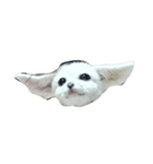 cute fennec fox（個別スタンプ：1）