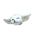 cute fennec fox（個別スタンプ：2）