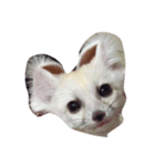 cute fennec fox（個別スタンプ：4）