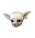 cute fennec fox（個別スタンプ：5）
