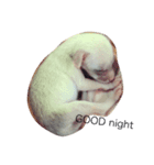 cute fennec fox（個別スタンプ：7）