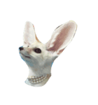 cute fennec fox（個別スタンプ：8）