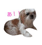 Gucci-1（個別スタンプ：1）