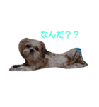 Gucci-1（個別スタンプ：2）