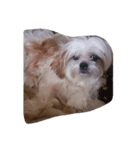 Gucci-1（個別スタンプ：5）