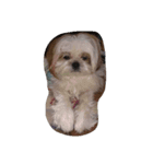 Gucci-1（個別スタンプ：6）