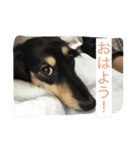 かわいいダックスフント（個別スタンプ：3）