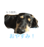 かわいいダックスフント（個別スタンプ：4）