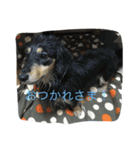 かわいいダックスフント（個別スタンプ：5）