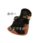 かわいいダックスフント（個別スタンプ：10）