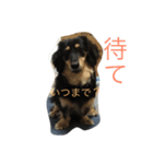 かわいいダックスフント（個別スタンプ：16）