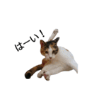 三毛猫のミケちん（個別スタンプ：1）