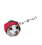 三毛猫のミケちん（個別スタンプ：2）