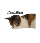 三毛猫のミケちん（個別スタンプ：6）