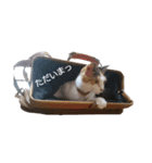 三毛猫のミケちん（個別スタンプ：7）