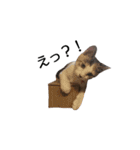 三毛猫のミケちん（個別スタンプ：8）