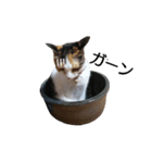 三毛猫のミケちん（個別スタンプ：10）