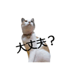 三毛猫のミケちん（個別スタンプ：12）