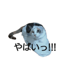 三毛猫のミケちん（個別スタンプ：15）