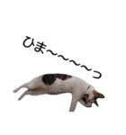 三毛猫のミケちん（個別スタンプ：16）