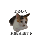 三毛猫のミケちん（個別スタンプ：17）