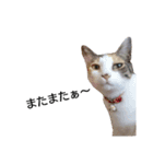 三毛猫のミケちん（個別スタンプ：21）