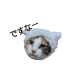 三毛猫のミケちん（個別スタンプ：23）