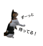 三毛猫のミケちん（個別スタンプ：24）