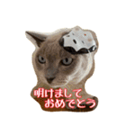 Tonkinese Cat Tom 5（個別スタンプ：11）