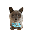 Tonkinese Cat Tom 5（個別スタンプ：12）