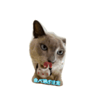 Tonkinese Cat Tom 5（個別スタンプ：13）