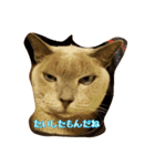 Tonkinese Cat Tom 5（個別スタンプ：24）