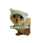 Tonkinese Cat Tom 5（個別スタンプ：29）