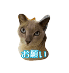 Tonkinese Cat Tom 5（個別スタンプ：30）